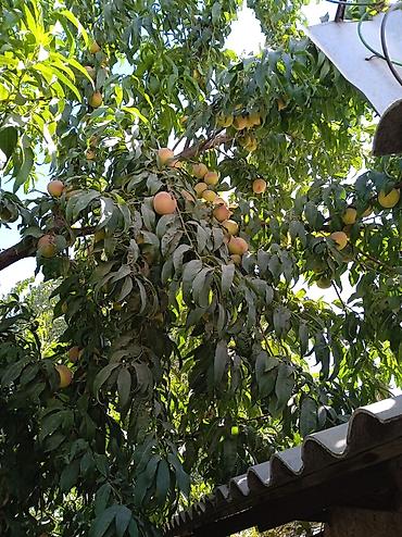 Продажа времянок: Уй магазини, клубника багы менен сатылат. Бишкектин, Алтын казык — 2