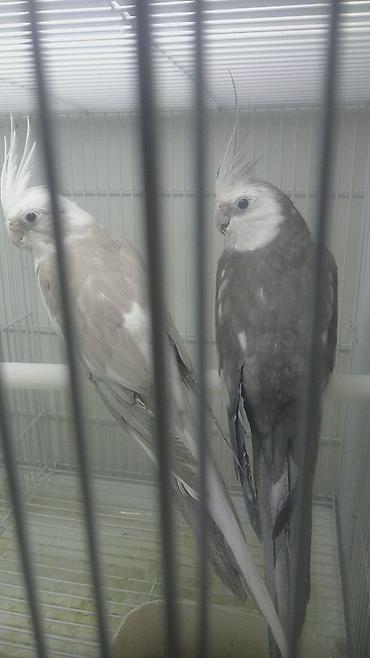 Tutuquşları: Bir ədədi -100-azn 150 azn aq rəydə olanlar qiymət fərqli hazır -da lalafo.az — 3 Tutuquşları: Bir ədədi -100-azn 150 azn aq rəydə olanlar qiymət fərqli hazır — 3