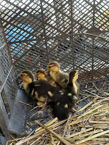 Heyvanlar: Muskovi ördək balaları (indo ducklings) - Cins: muskovi (ördəyi) — 2