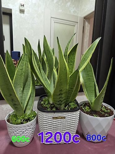 Декабристы: Зигокактус (рождественник, шлюмбергера) штамбовой формы в горшке. - — 10