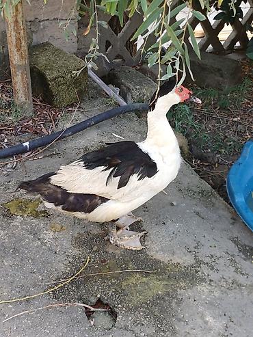 fermer təsərrufatı: Muscovy ördəyi (indoutka) – qara-ağ rəngli - Cins: Muscovy (hind — 2