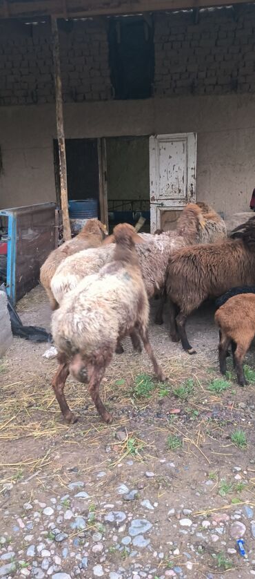 Бараны, овцы: Продаю | Овца (самка), Ягненок | Полукровка, Эдильбаевская, Арашан | Для разведения