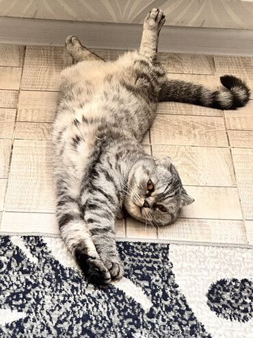 скоттиш страйт шотландская прямоухая кошка: Кошка даром: Скотиш Страйт (Шотландская прямоухая), Девочка