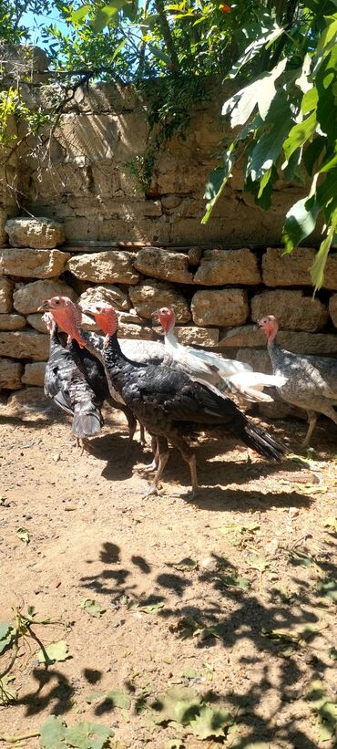 Hinduşka: Dişi, Kanada, Amerika, Ətlik, Ünvandan götürmə, Pulsuz çatdırılma — 2