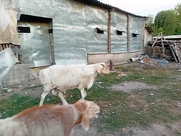 зарезать барана: Продаю | Баран (самец) | Для разведения — 3
