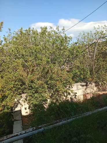 Həyət evləri və villaların satışı: Yaşma bağlarında 12 sot obyekt & həyət evi satılır . 12 sot boydan — 5