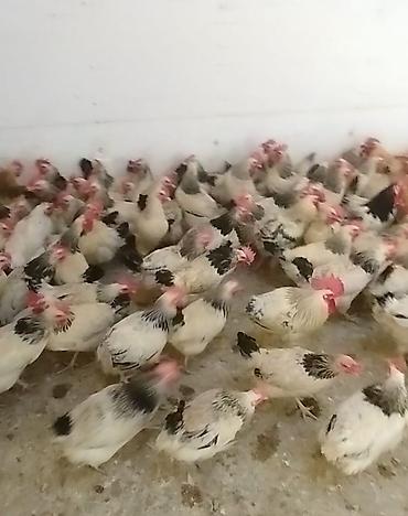 kone kors: 6 aylıq damazlıq fereler yumurtaya teze duşub her bir vaksinasyası — 3