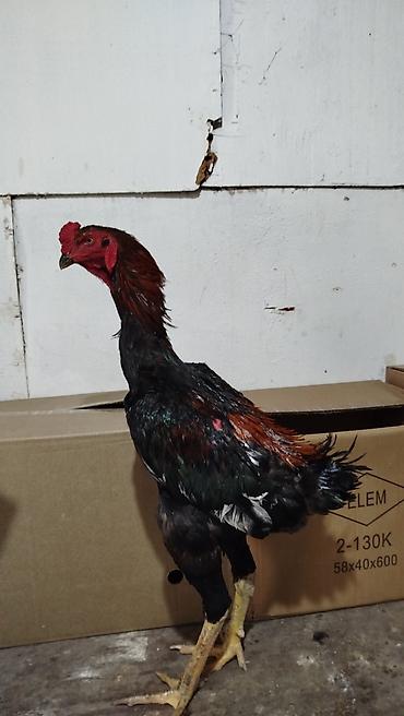 heyvan yeml: Xoruz, Heyratı, il: 1, Ünvandan götürmə — 8