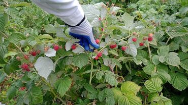 кока кола цена бишкек: Малина Самовывоз, Бесплатная доставка