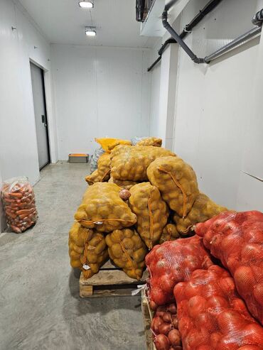 картошка цена бишкек глобус: Куплю картошку Пикассо 40 тонн с хранением до мая, на производство