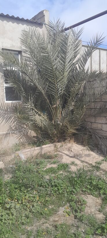palma ağacı qiyməti: Xurma agaci catdirilma var