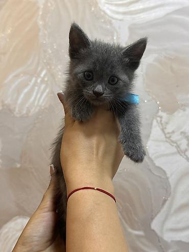 cat ruletka: Britan, Dişi, Erkək, Ödənişli çatdırılma, Ünvandan götürmə — 5