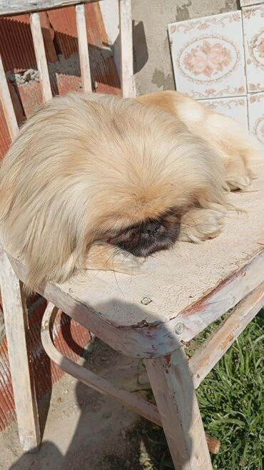 İtlər: Pekines, 1 il, Erkek, Peyvəndli, Pulsuz çatdırılma