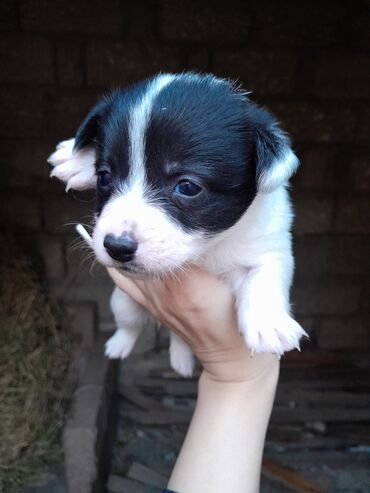 İtlər: Zvonok, 1 ay, Dişi, Ünvandan götürmə — 5