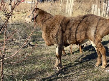 Бараны, овцы: Продаю | Баран (самец) | Для разведения — 9