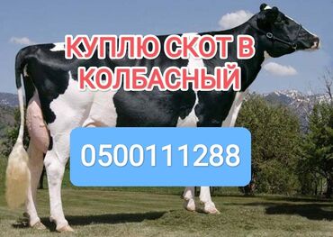 продаю осел: Куплю | Коровы, быки, Лошади, кони | Любое состояние, Забитый, Круглосуточно