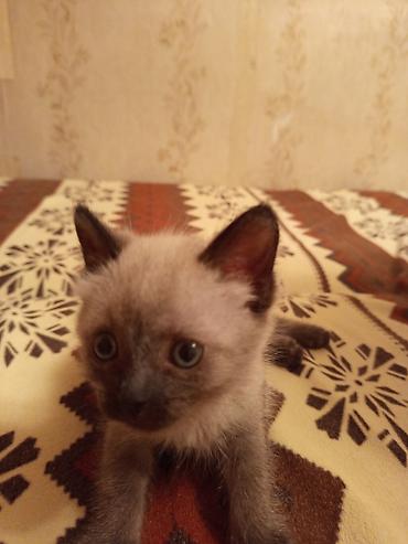 бирманская котята: Очаровательный голубоглазый малыш, мальчик, очень близкий метис — 3