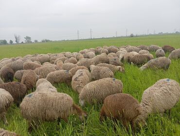 bezekli qoyun sekilleri: 235 başdl.yarsl balalldl yarslda yelinidi cavanlğl.1.2.3 qarlndl.komda