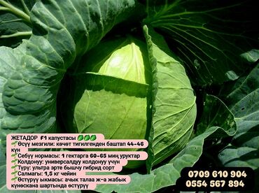 Овощи: Семена овощей: Помидоры, Огурцы, Лук, Самовывоз, Бесплатная доставка, Платная доставка — 7