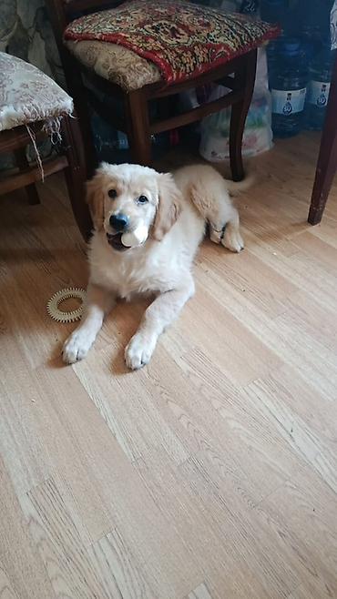 labrador retriever: Retriever, 5 ay, Erkək — 3