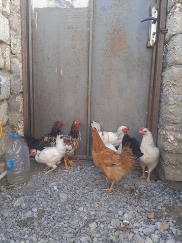 en yaxsi bugda sortu: Toyuq, Damazlıq