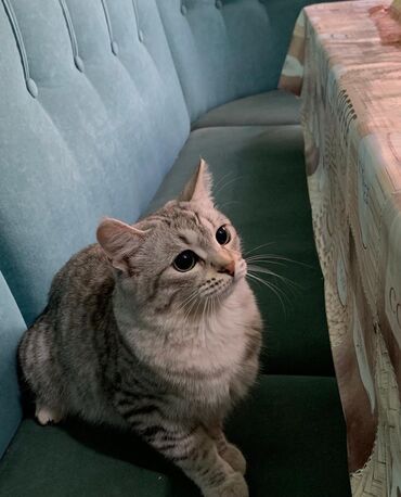 шотландский короткошерстный кот цена: Отдам кошку в добрые руки, отдаем из за аллергии. Кошечка породы