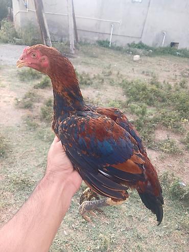 Toyuq cücələri, Damazlıq