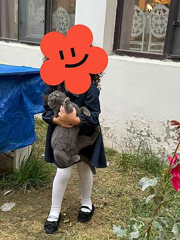mini toy pudel: Britan, Erkək, Yaxşı əllərə — 1