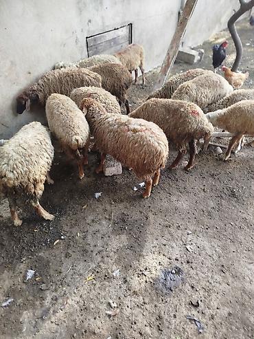 bildirçin eti: Qoçlu/dişi qarışıq xırdabuynuzlu heyvan sürüsü qiymət sondu 13 quzudu — 1