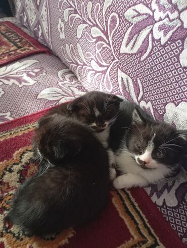 Продажа кошек: Котята от домашней кошки с вислыми ушками (на фото мама). Окрас у — 1