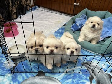 dele heyvan: Pekines, 2 ay, Erkek, Peyvəndli, Ünvandan götürmə