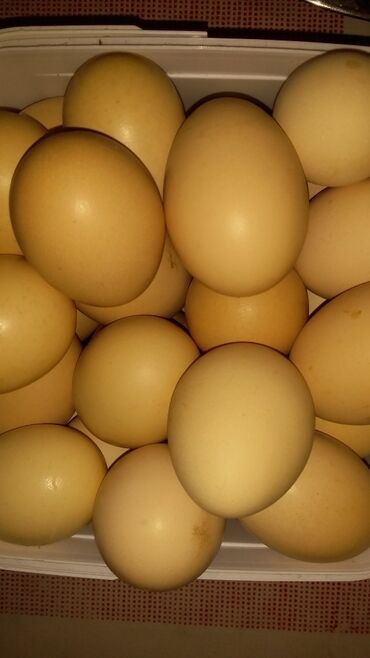 toyuq hini in Azərbaycan | HEYVANLAR ÜÇÜN MALLAR: Toyuq yumurtası satılır. WhatsApp aktivdir