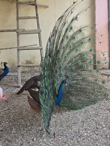 ingilis setter it cinsinin digər adı: 0773006210 vp aktiv.Məhsul: Təlimli tovuz quşları (Pavo cristatus) –