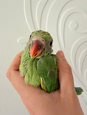 bulbul quşu satışı: Bala ojrelviler 5 dene var isdeyen buyursun wpirisle besleyirem temiz — 3
