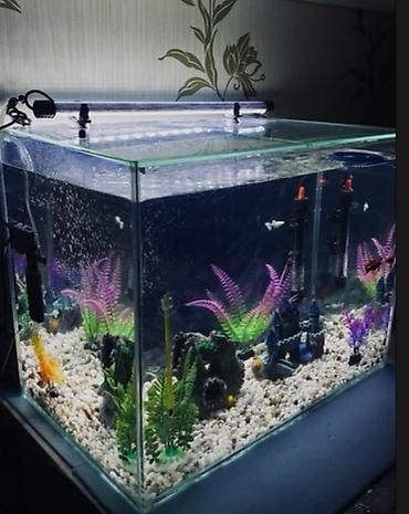 пруд для рыбы: 🐠 Продаю аквариум 50-60 литров Аквариум б/у(стеклянный)в хорошем — 1