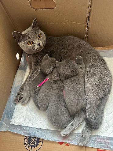 Кошки: Шотландская вислоухая — 2