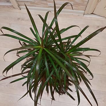 шеффлера: Комнатные растения в декоративных горшках: 1) Шеффлера (Schefflera — 3