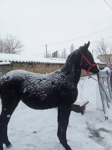 Лошади, кони: Продаю | Жеребенок