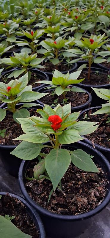 roza gul: Məhsul: Celosia cristata (Xoruztoyuğu, “toyuq tacı”) – qırmızı rəngli — 3