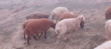 Qoyunlar, qoçlar: Ətraflı məlumat üçün yazın — 9