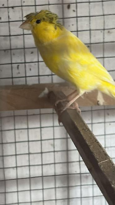 tutu quşu: Erkey bulbuler bir yawlarinda bawi kekili
yani cute hazir quwlardi — 5