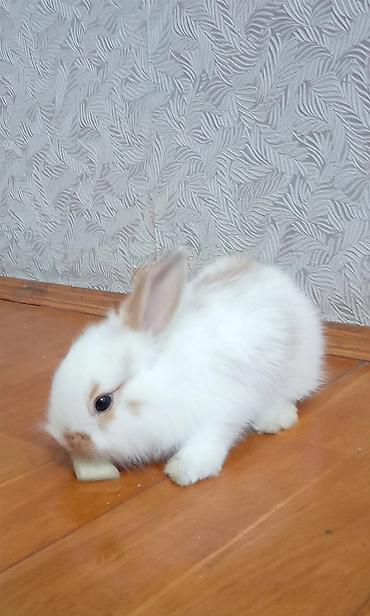 большая клетка для кролика: Mini lop dovşan balası satılır. 15 azn — 2