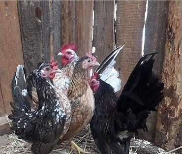 Kənd təsərrüfatı quşları: Toyuq, Damazlıq — 4