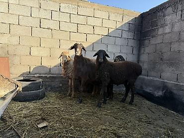 Продам с/х животных: Продаю | Овца (самка) | Полукровка | Для разведения | Ярка — 1