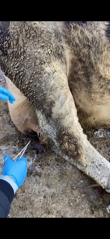 Услуги ветеринара: 🐄 VetProKg ✔️ Тажрыйбалуу адис ✔️ Чакыруу менен чыгуу ✔️ at lalafo.kg — 12 Услуги ветеринара: 🐄 VetProKg ✔️ Тажрыйбалуу адис ✔️ Чакыруу менен чыгуу ✔️ — 12