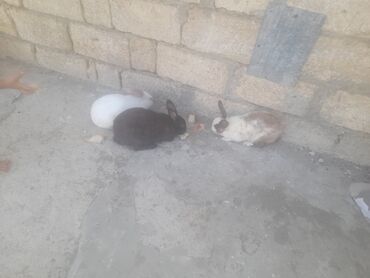 ev dovşanı: Dovşanlar hamisin bir yerde satilir isteyen yazsin vacab 2sin bogazdi