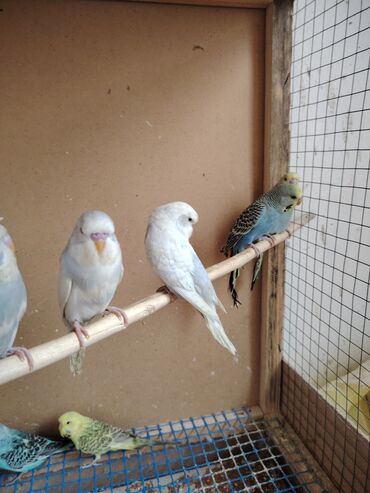 Tutuquşları: Çexlər tam sağlam quşlardı,ələ öyrətməyin tam vaxtıdı, iki üç — 10