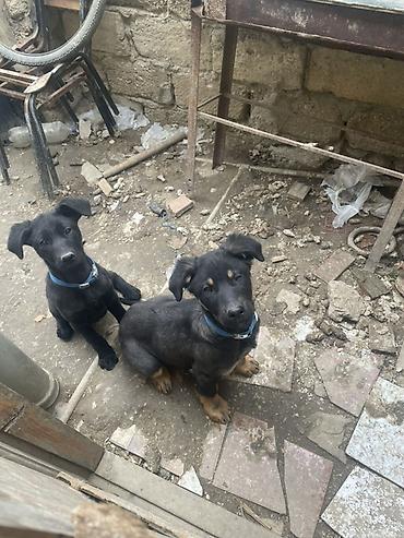 it toy pudel: Labrador-retriver, 7 ay, Peyvəndli — 1