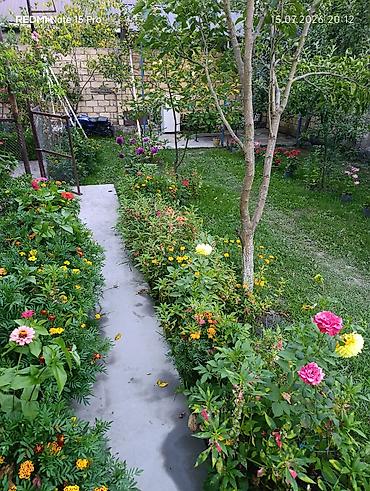 pasyolka kirovda heyet evleri: Qebelede hovuzlu kiraye ev kim istese buyra biler manqal samavar — 10