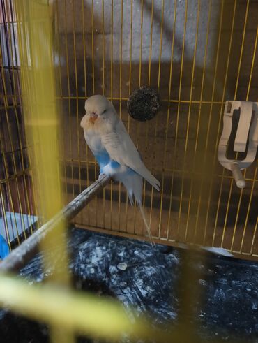 Tutuquşları: Cex cütlük altında 4 balasi ilə qefes yuva hər bir şeyli hazır quslar — 3